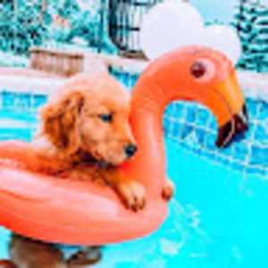 Meet your Posher, Amelia